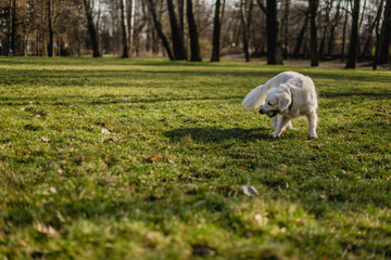 A cute dog. Dog playing outside smiles. Dog plays with ball. Happy, curious dog.