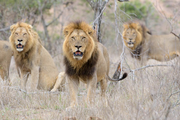 Male lion coalition, lions in the wilderness, lion brothers