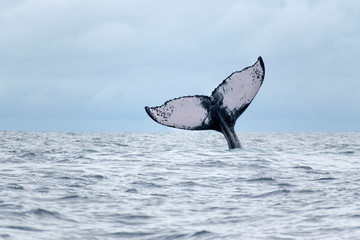 Humpback whale spotted tail in the air © estebanduquem