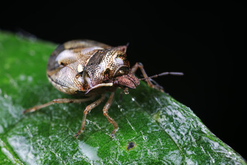 Stink bug on green leaves, North China