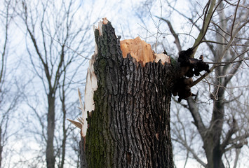 broken tree after a hurricane