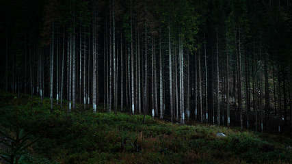 A typical forest monoculture scene from (Slovakia, Europe