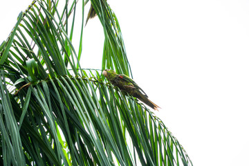  Scaly-headed Parrot Bird on Tree