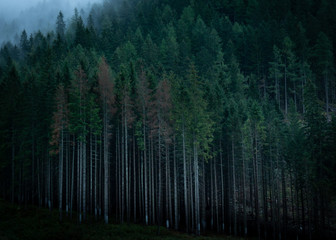 A monoculture forest with fast the thin trunks of trees taht have grown too fast.
