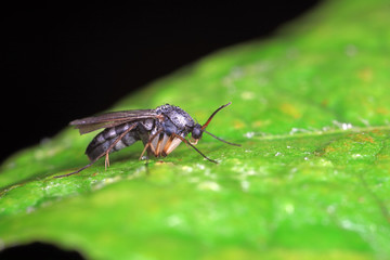 mosquitoes insect on green leaves, North China