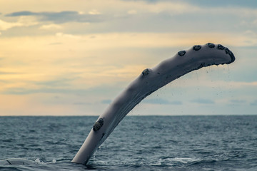 Humpback whale Pectoral fin in the air in sunset