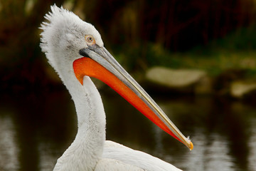Pelican closeup