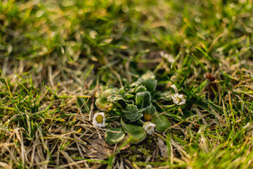 Ecology nature landscape. Flowering green forest on spring sunset light. Macro shot of ground in city park. Blurred forest background with sun lights. Ecology and nature concept.