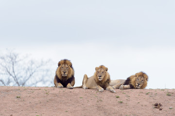 Male lion coalition, lions in the wilderness, lion brothers