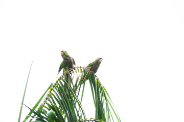 Cute Couple of a Scaly-headed Parrot Birds on Tree