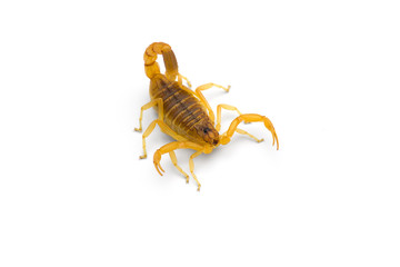 African venom Scorpion isolated on white background