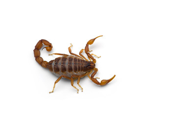 African venom Scorpion isolated on white background