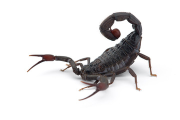 African venom Scorpion isolated on white background