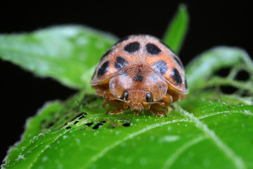 ladybugs on green leaves, North China