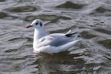 Black-headed Gull (Chroicocephalus ridibundus), Belfast Waterworks, Northern Ireland, UK