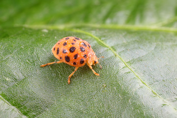 ladybugs on green leaves, North China