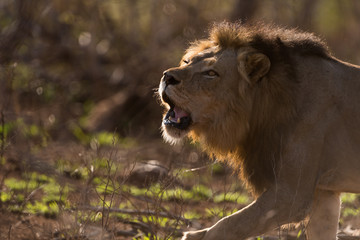 Naklejka na ściany i meble Male lion portrait in the wilderness, single male lion Africa