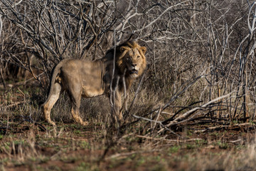 Male lion portrait in the wilderness, single male lion Africa