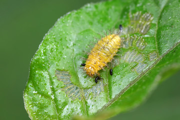 ladybugs larva on green leaves, North China
