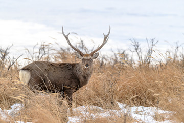 sika deer male standing in the brush and the snow