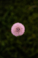 flower in the garden