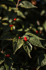 leaves ans dandelions