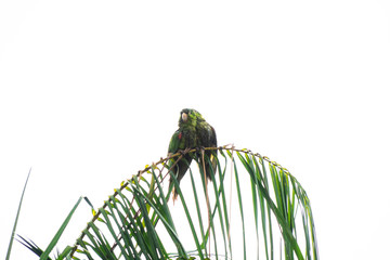 Cute Couple of a Scaly-headed Parrot Birds on Tree