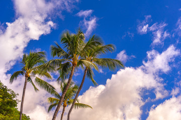 Fototapeta na wymiar Group of tropical palm trees with blue sky and clouds