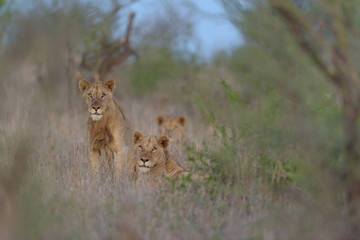 Male lion coalition, lions in the wilderness, lion brothers