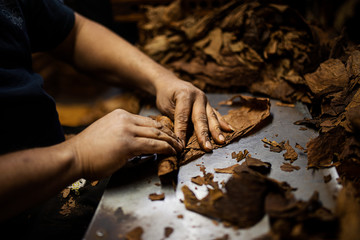 Hands Rolling Cigars