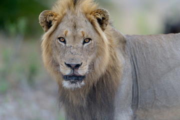 Male lion in the wilderness, single lion Africa