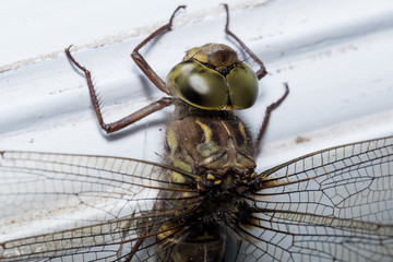 Macro photo of the eyes of a dragonfly with military colors