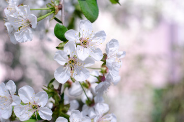 Cherry tree blossoms. White spring flowers close-up. Soft focus spring seasonal background.