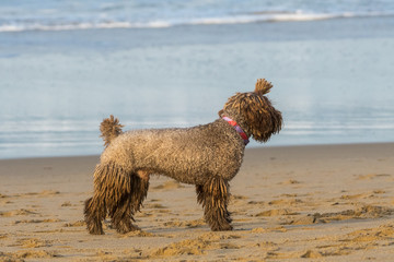A dog with dreadlocks plays with a stick on the beach