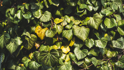 Yellow tinted pattern of ivy foliage.