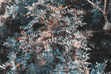 Tropical leaves Botanical, natural background, tinted photo