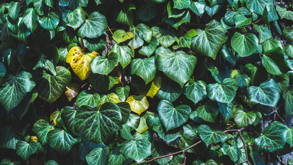 Colorful ivy foliage in fall.