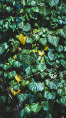 Vertical arrangement of colorful ivy foliage on a free in autumn.