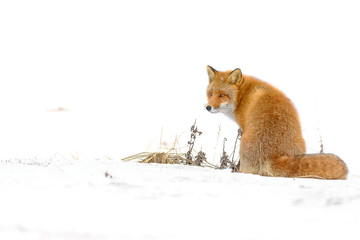 Japanese red fox standing in the snow - 322194688