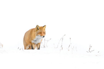 Japanese red fox standing in the snow