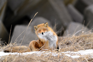 Japanese red fox portrait