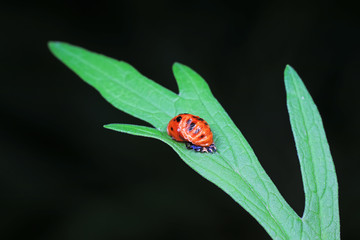 ladybugs pupa on green leaves, North China
