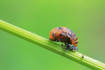 ladybugs pupa on green leaves, North China