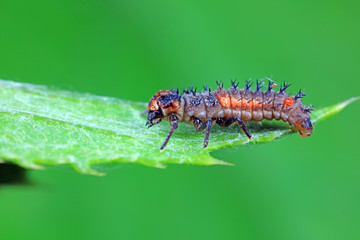 Ladybug larvae in natural state， north China