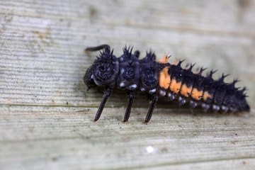 Ladybug larvae in natural state， north China
