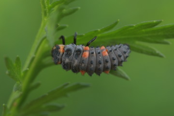 Ladybug larvae in natural state, north China