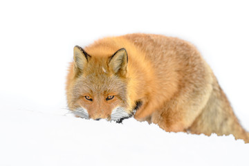 Japanese red fox in the snow close up portrait