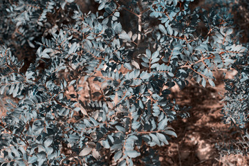 Tropical leaves Botanical, natural background, tinted photo