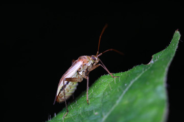 Stink bug on green leaves, North China