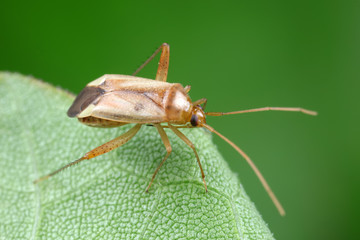 Stink bug on green leaves, North China